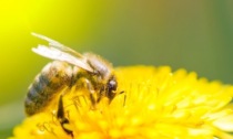 Il Piemonte riferimento nazionale per il futuro delle api