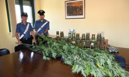 Acqui Terme, arrestato per coltivazione di marijuana