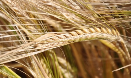 Un corso post diploma nel comparto agro-alimentare