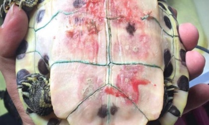 Abbandonata una tartaruga malata nel laghetto della discordia