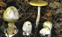 Asti: vietata la raccolta di funghi nei parchi cittadini