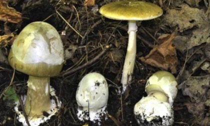 Asti: vietata la raccolta di funghi nei parchi cittadini