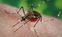 Piemonte: 2,5 milioni per la lotta alle zanzare