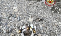 Genova: rimossa carcassa cinghiale nel fiume Cerusa