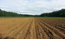 Piemonte: 35 milioni a sostegno dell'agricoltura biologica, aperto il bando regionale