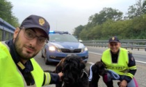 La Polstrada di Alessandria salva due cani sulla A21