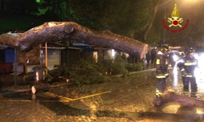 Genova: cade albero a Castelletto, rimosso dai Vigili del Fuoco