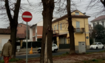 Alessandria: potatura alberi in Viale Milite Ignoto e verifica stabilità