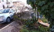 Alessandria: cade grosso ramo da un albero in via Pavia