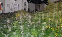 Genova: cercano i ladri e trovano piantagione marijuana