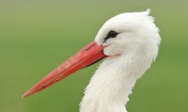 Cicogne a Castelnuovo Scrivia, una boccata di ossigeno in questi tristi tempi