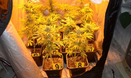 Asti: una denuncia per coltivazione di marijuana
