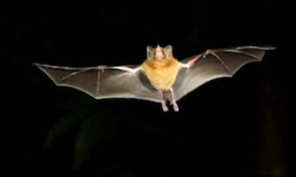 Prof. Russo: "Dai pipistrelli non si prende il covid-19"