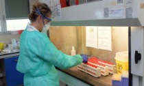 Coronavirus Piemonte: 74 nuovi contagi (7 nell'Alessandrino), un decesso