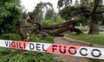 Alessandria: crolla albero in piazza Genova, nessun ferito