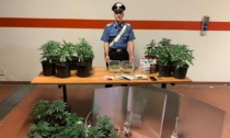 Torino, barattoli di marijuana tra spezie e aromi, arresto dei Carabinieri