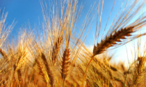 Prezzo del grano ancora alto: Cia e Confagricoltura disertano la Borsa
