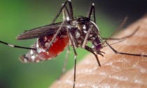 Alessandria, zanzara tigre con virus Usutu al Villaggio Commecianti. Borasio: "Nessun rischio"