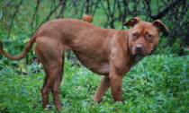 Alessandria, pitbull scappa di casa e ferisce 2 persone