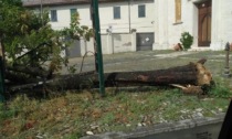 Pozzolo F.ro: alberi caduti a causa del maltempo