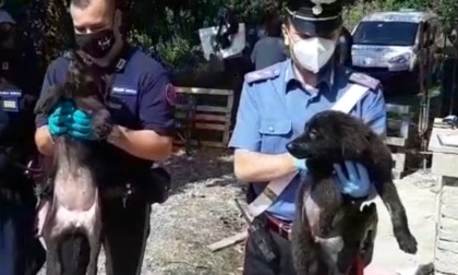 Chieri: 16 cani abbandonati in un canile abusivo