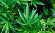 Valenza: coltiva marijuana in casa, denunciata donna