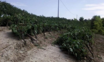 Presentati i risultati del progetto di studio vitivinicolo "Increase Ovada Docg"