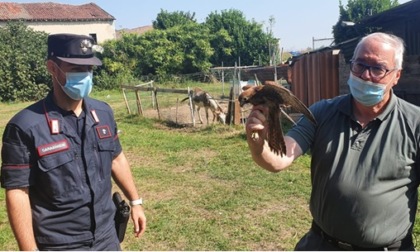 Casale, Carabinieri fermano 58enne per furto di specie a rischio estinzione