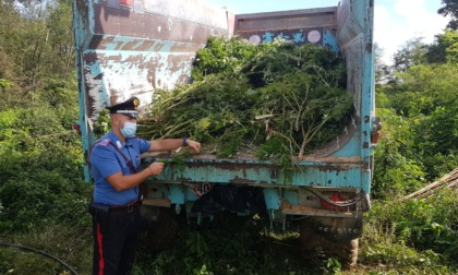 Torino, Carabinieri scoprono piantagioni di marijuana, arrestati 7 pusher