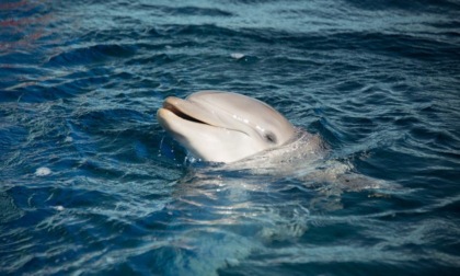 Genova, lutto all'acquario: addio al delfino Naù