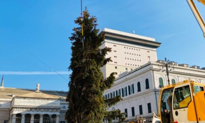 Genova, a De Ferrari l'albero di Natale dal Parco Naturale dell'Aveto