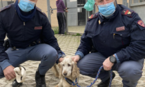 Asti: Polizia recupera una cagnolina per strada