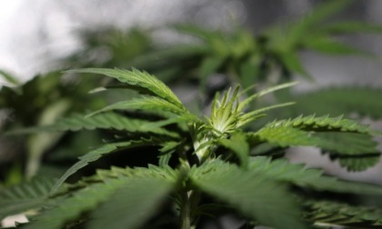 Torino: sequestrate 800 piante di marijuana, 3 arresti