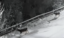 Cervi passeggiano per le vie di Torriglia nella notte dell'Epifania