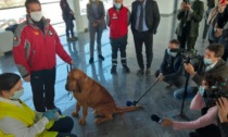 Cani anti-Covid, progetto pilota all'aeroporto di Cuneo