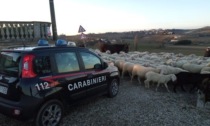 Casale Monferrato: pastore non porta via il gregge, multato