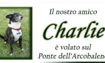 Alessandria: l'Hospice Il Gelso dice addio al cane Charlie