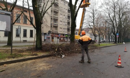 Alessandria, viabilità ridotta davanti al Moccagatta per taglio alberi