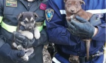 Salvati due cuccioli di cane intrappolati in un canale di scolo