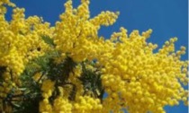 Domenica a tutte le valenzane un rametto di mimosa per ricordare la Giornata della donna