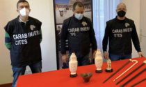 Torino: sequestrati oggetti in corno di rinoceronte, avorio e tartaruga