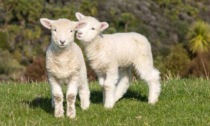 2 milioni gli agnelli macellati per Pasqua, Le associazioni: "Fermiamo questo massacro"
