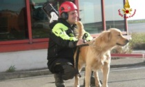 Addio a Lucky, il Cane Pompiere del Nucleo Cinofili Liguria