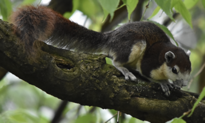 In aumento la popolazione degli scoiattoli tailandesi ad Acqui Terme
