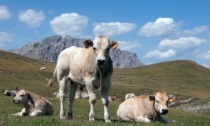 Allevamenti bovini e carne rossa: il convegno Cia “Il dilemma della bistecca” fa chiarezza attraverso dati scientifici