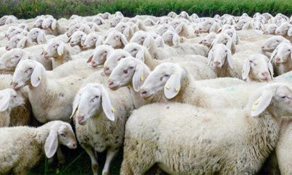 San Salvatore Monferrato: minaccia con bastone agricoltore e pastore, denunciato