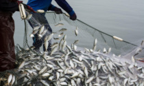 Piemonte: nuove opportunità per il settore ittico grazie a 1,5 milioni di euro di fondi europei
