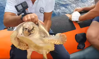 Dall'Acquario di Genova al mare aperto: rilasciata la tartaruga Nena dopo oltre un anno