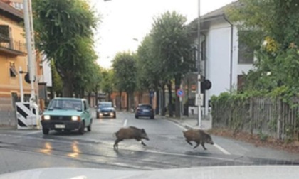 Ovada, avvistati altri cinghiali in corso Saracco