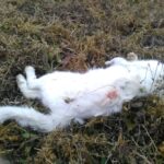 Gatto domestico attaccato e ucciso dai lupi in Valle Grana